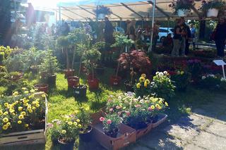 Chorzów: Kwiaty, zioła i dodatki do ogrodu. W Parku Śląskim trwa Święto Kwiatów [ZDJĘCIA]