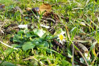 Natura budzi się do życia! W Ogrodzie Botanicznym UKW czuć już wiosnę! [ZDJĘCIA]