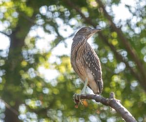 W Orientarium Zoo Łódź wykluł się ślepowron