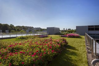  Zielony dach na Wydziale Neofilologii UW