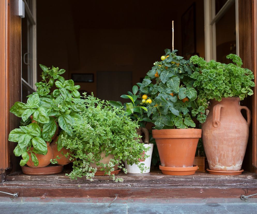 Zawsze warto mieć pod ręką, czyli na parapecie, swoje zioła