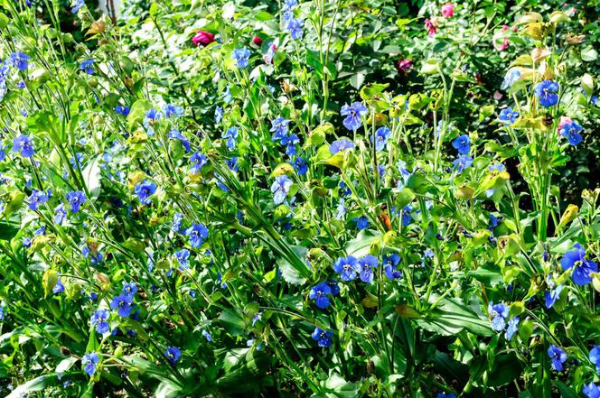 Komelina pospolita - Commelina communis