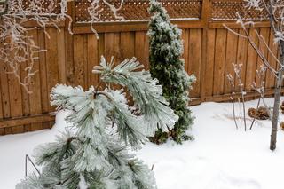 Jak dbać o iglaki zimą? Zimowa pielęgnacja roślin iglastych w ogrodzie - ważne wskazówki