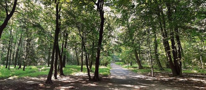 Park Kościuszki Katowice