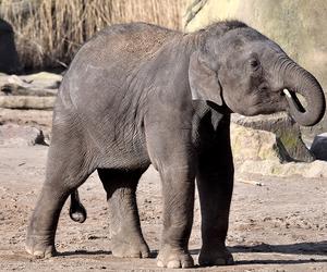 Dopiero co skończył sześć lat a waży już dwie tony! Do płockiego zoo wprowadził się nowy mieszkaniec