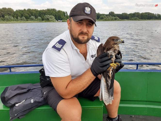 Nietypowa interwencja policjantów z Katowic. Ratowali tonącego drapieżnika