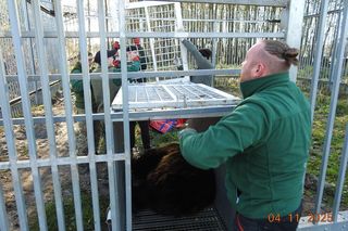 Z piekła do azylu! Uratowana niedźwiedzica Poca zaczyna nowe życie w Poznaniu