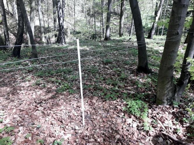 Pułapki na crossowców w świętokrzyskich lasach! Z miłosnika przyrody do przestępcy