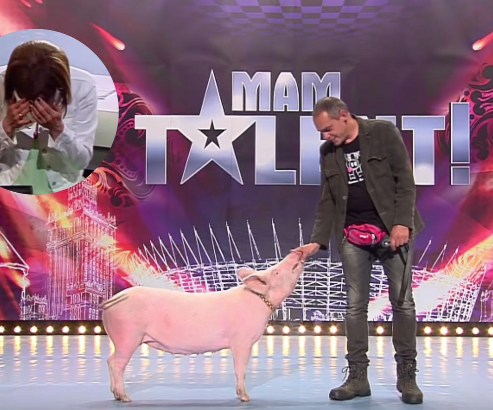 Świnia pokazała co potrafi w polskim Mam Talent. Reakcja jurorów mówi wszystko!