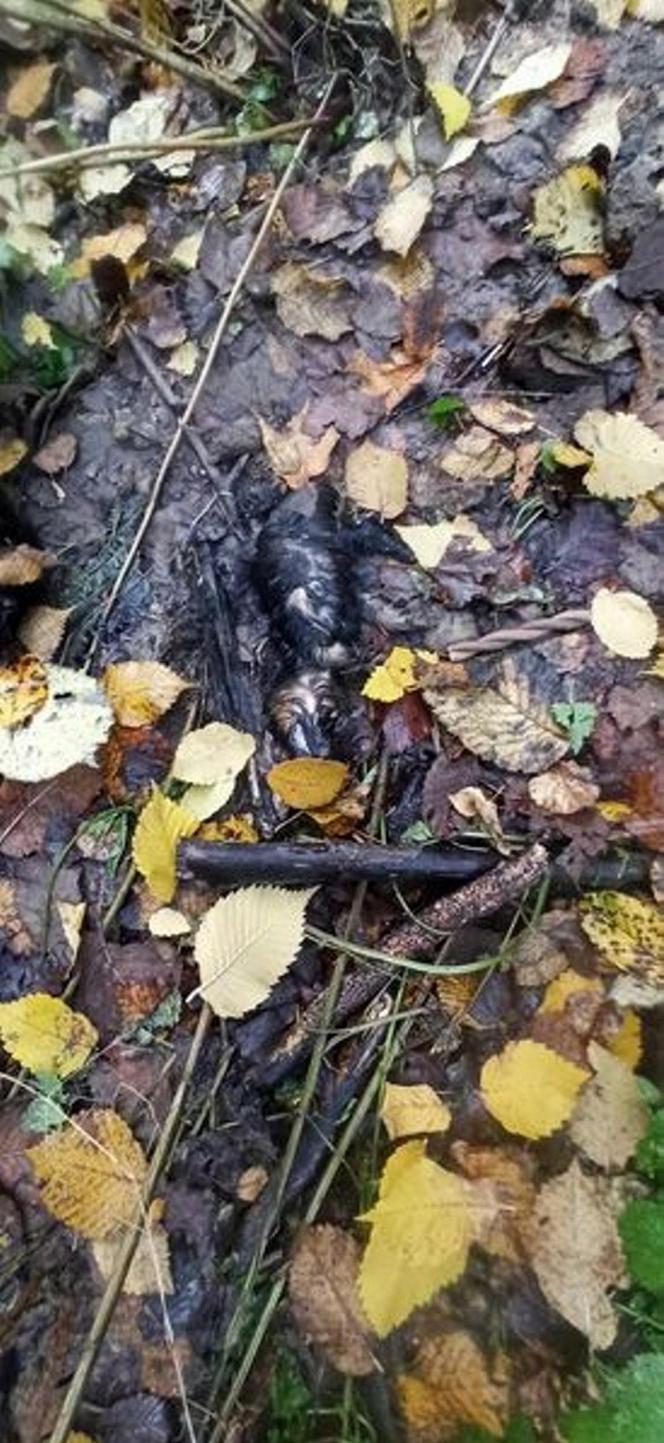 Lubelskie. Grzybiarze znaleźli Elzę w lesie. Psiak ledwo przeżył. Fundacja szuka dla niej nowego domu