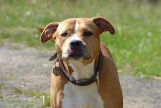 Krwawy atak wściekłych bestii. Pitbulle rzuciły się na ludzi