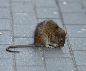 Paticia Kazadi w drodze do butiku na przymiarki spotkala szczura na swojej drodze