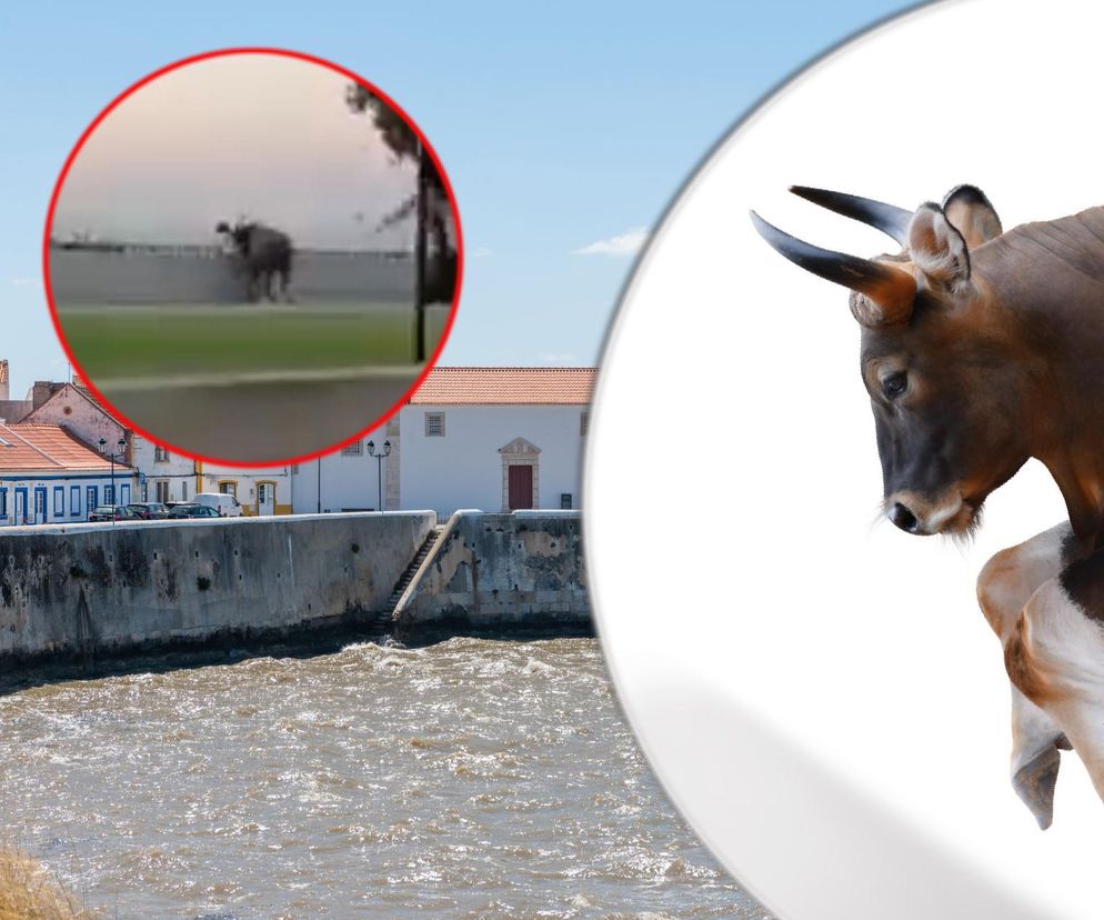 Byk rzucił się na ludzi na ulicy! Wideo pokazuje dramatyczne chwile