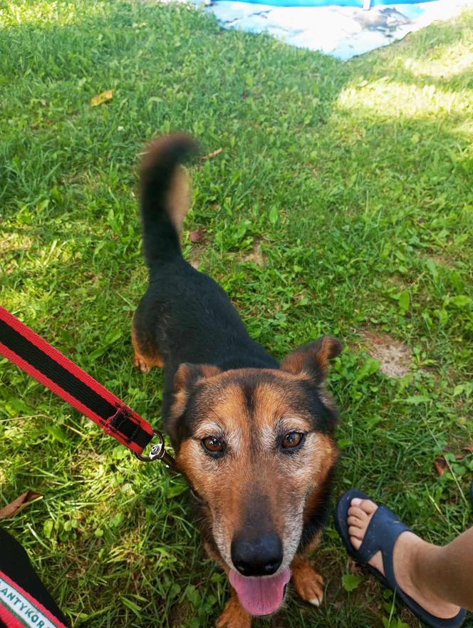 Pet Patrol Rybnik pojechał do Żor. "Czym zawiniły te dwie niewinne istoty?"