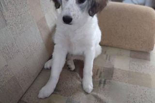 To ukochane zwierzaki naszych Czytelników!