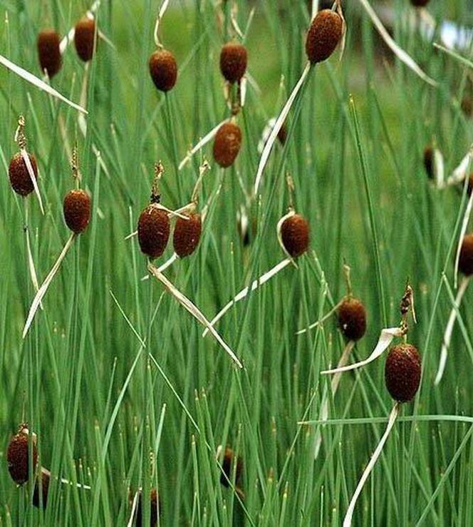 Pałka drobna - Typha minima