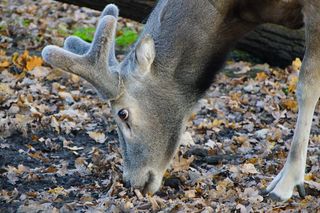 ZOO Wrocław ze specjalną ofertą. Dodatkowy dzień zwiedzania za darmo 