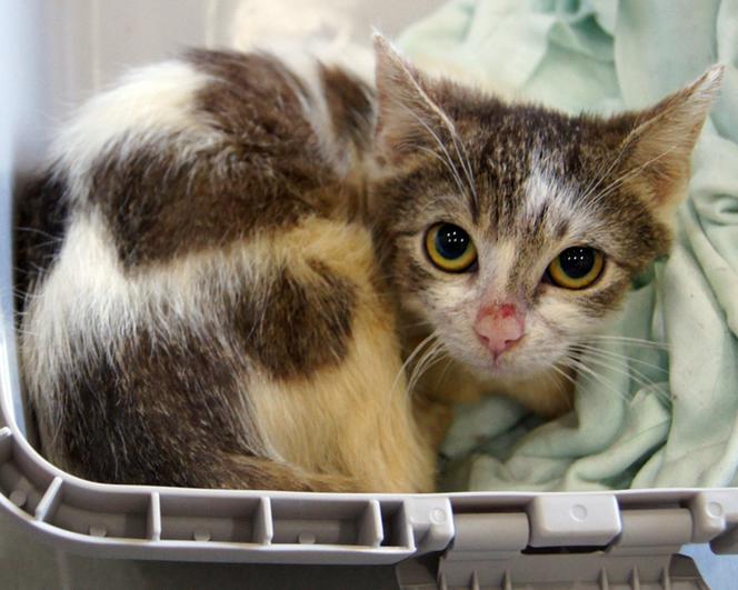 Koci szpitalik w Rzeszowie? Fundacja Felineus walczy o głosy