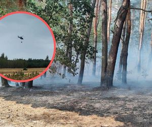 Potężny pożar lasu na Lubelszyczyźnie. Strażacy walczą z żywiołem 