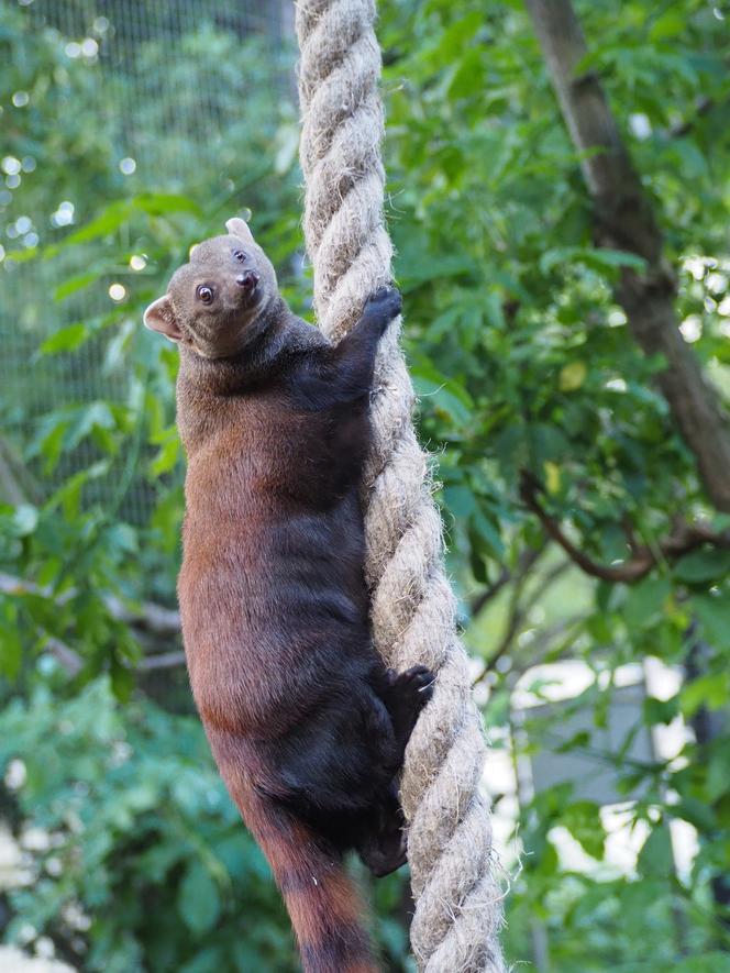 Nowy mieszkaniec warszawskiego zoo. Już niebawem będzie można zobaczyć galidię