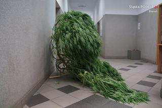 Marihuana w Imielinie