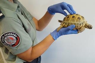 To przemycano przez podkarpacką granicę w 2022 roku