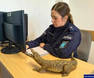 Afera z aligatorem w Iławie! Gad na biurku policjantki