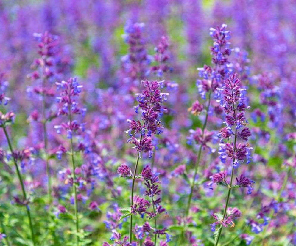 Kocimiętka jest bujnie rosnącym krzewem, który można spotkać na poboczach dróg i polach uprawnych. Coraz częściej hoduje się też ją w ogrodzie. Ma pięknie pachnące kwiaty w kolorze fioletowym, rzadziej też w różowym, białym i niebieskim