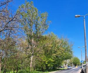 Zmiany w Toruniu. To skrzyżowanie zostanie zamknięte