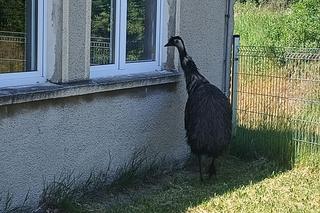 Prawdziwy emu na terenie szkoły pod Sulęcinem. Dzieci bały się wyjść na dwór [ZDJĘCIA].