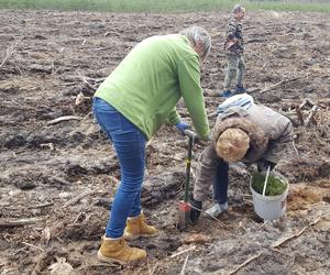 Posadzili kawałek lasu w miejscu wyciętego