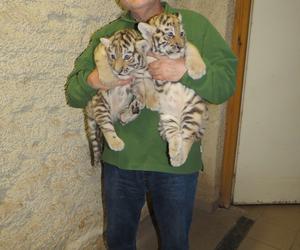 Wielka radość w zamojskim zoo! Na świat przyszły dwa tygryski!