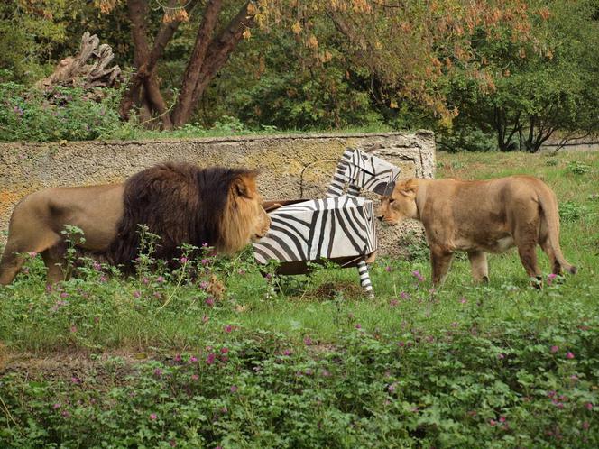 Rozrywka dla lwów z łódzkiego zoo