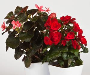 Begonia zimowa