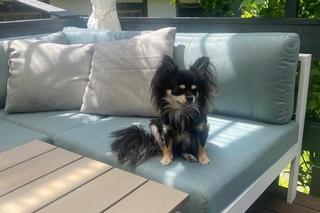 Agresywny amstaff pogryzł małego pieska w parku. Chihuahua walczy o życie. Dramatyczny apel właścicielki