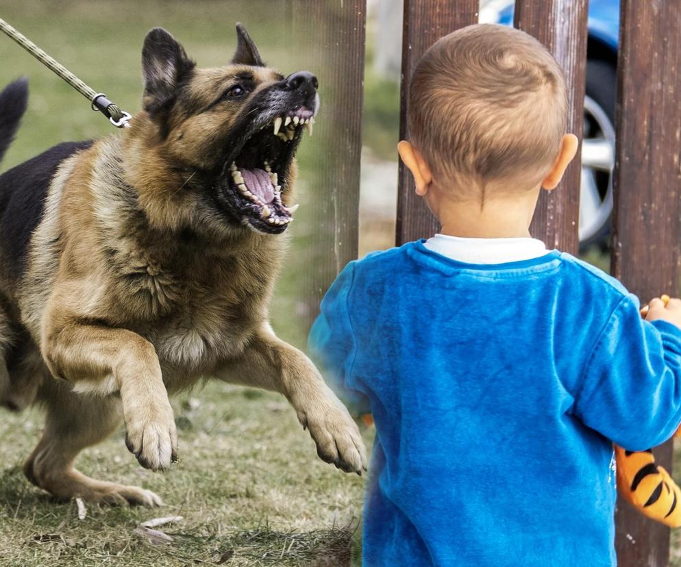 Dwulatek zaatakowany na spacerze przez psa