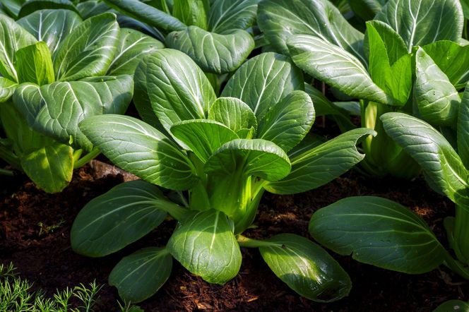 Kapusta pak choi