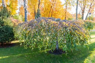 Brzoza brodawkowata 'Youngii' - Betula pendula 'Youngii', Betula verruculosa 'Youngii'