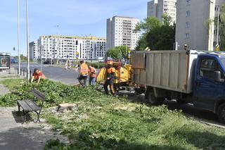 Wycinka drzew na Mokotowie. Mieszkańcy zbulwersowani, tramwajarze uspokajają