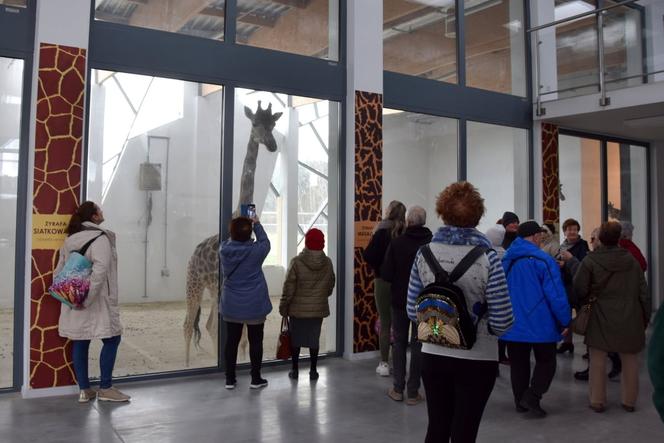 poznańskie zoo - żyrafa