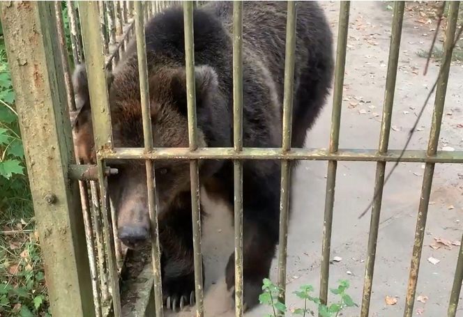 Jak zimą radzą sobie egzotyczne zwierzęta w bydgoskim zoo?