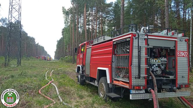 Dramatyczny pożar lasu w Miasteczku Śląskim