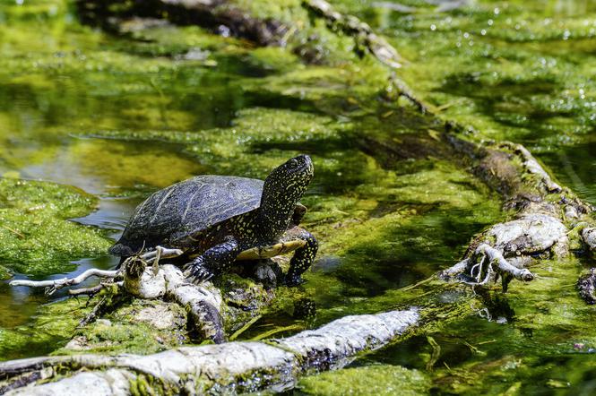 Prawdziwa sensacja! W podkarpackich lasach odkryli piękne żółwie
