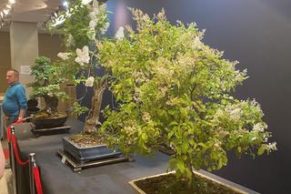 Potworne Cuda, Światowa Wystawa Orchidei, Bonsai i Sukulentów oraz targi roślin na PGE Narodowym