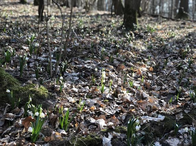 Śnieżycowy Jar - wyjątkowy rezerwat na terenie poligonu