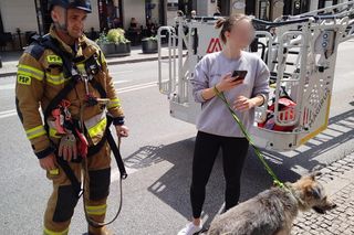 Niezwykła akcja strażaków na Nowym Świecie. Pies hasał po dachu kamienicy