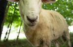 Struś Tadzio poznaje na spacerze owce Henia