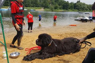 I Festiwal Psów Ratowniczych na plaży miejskiej w Żywcu