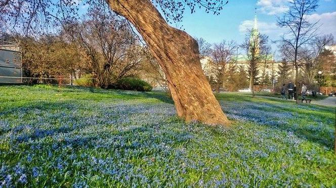 8. Park Klepacza