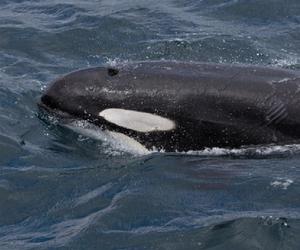 Uwolnić orkę w Kanadzie. Skrzypaczka zagrała dla uwięzionej orki. Trwa akcja ratunkowa młodego zwierzęcia